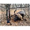 Image 1 : 7-night/6-day South Africa Cape Buffalo Hunt for Two Hunters