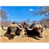 Image 3 : 7-night/6-day South Africa Cape Buffalo Hunt for Two Hunters