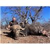 Image 4 : 7-night/6-day South Africa Cape Buffalo Hunt for Two Hunters