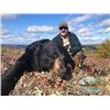 Image 2 : 5-day Newfoundland Black Bear Hunt for One Hunter