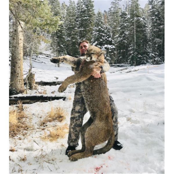 5-day Utah Mountain Lion hunt for One Hunter