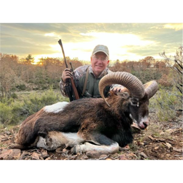 5-day Spain Iberian Mouflon (up to 105 SCI) Hunt for Two Hunters
