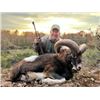 Image 1 : 5-day Spain Iberian Mouflon (up to 105 SCI) Hunt for Two Hunters