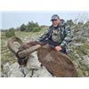 Image 3 : 5-day Spain Iberian Mouflon (up to 105 SCI) Hunt for Two Hunters