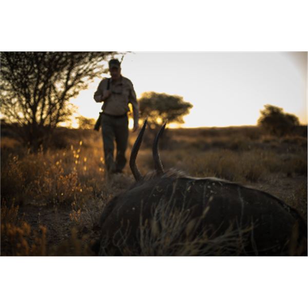 5-day Namibia Sable, Lechwe, Hartmann’s Zebra, Blue Wildebeest and Giraffe hunt for One hun