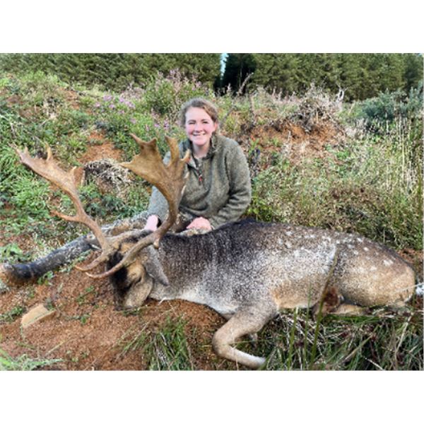 5-day Ireland Sika Stag or Fallow Stag Hunt for One Hunter and One Non-hunter