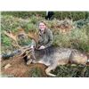 Image 1 : 5-day Ireland Sika Stag or Fallow Stag Hunt for One Hunter and One Non-hunter
