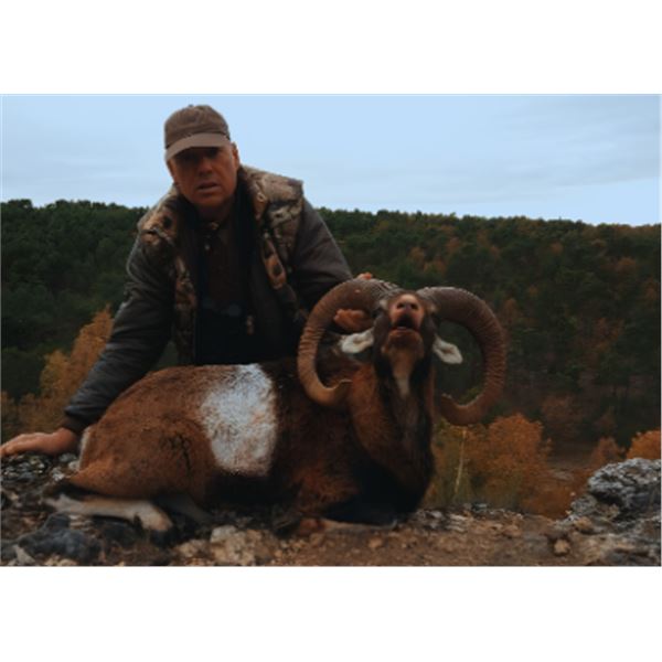 5-day Spain Bronze Medal Iberian Mouflon Hunt for One Hunter and One Non-Hunter