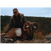 Image 1 : 5-day Spain Bronze Medal Iberian Mouflon Hunt for One Hunter and One Non-Hunter
