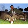 Image 2 : 5-day Spain Bronze Medal Iberian Mouflon Hunt for One Hunter and One Non-Hunter