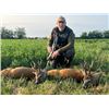 Image 2 : 4-day/5-night Romania European Roe Deer Hunt for Two Hunters and Two Non-hunters