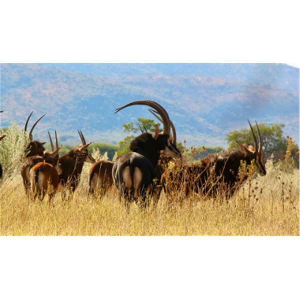 7-day Namibia Plains Game Hunt for One Hunter and One Non-hunter
