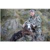 Image 3 : 5-day New Zealand Red Stag (up to 360), Chamois, and Ram Hunt for Three Hunters