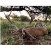 Image 2 : 5-day/6-night Argentina Free Range Red Stag and BlackBuck Hunt for Two Hunters