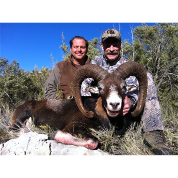 6-day Spain Iberian Mouflon Hunt for One Hunter and One Non-hunter