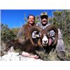 Image 1 : 6-day Spain Iberian Mouflon Hunt for One Hunter and One Non-hunter