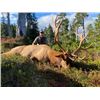 Image 1 : 10-day British Columbia Roosevelt Elk Hunt for One Hunter and One Non-Hunter