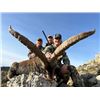 Image 3 : 9-day Spain Gredos Ibex, Ronda Ibex, Southeastern Ibex and Cantabrian Chamois Hunt for One Hunter an