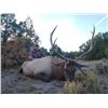 Image 1 : 5-day New Mexico Rocky Mountain Elk and Mule Deer Hunt for One Hunter