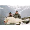 Image 2 : 12-day Alaska Coastal Brown Bear and Mountain Goat Hunt for One Hunter