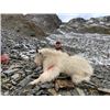 Image 5 : 12-day Alaska Coastal Brown Bear and Mountain Goat Hunt for One Hunter