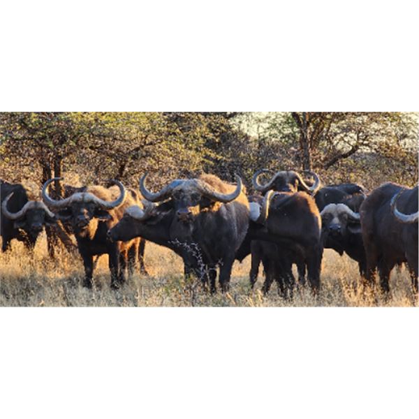 7-day/6-night South Africa Cape Buffalo Hunt for One Hunter and One Non-hunter with Special Guest Ch