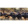 Image 1 : 7-day/6-night South Africa Cape Buffalo Hunt for One Hunter and One Non-hunter with Special Guest Ch