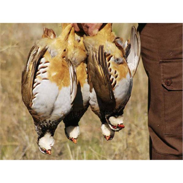 5-day/4-night Spain Driven Spanish Red Legged Partridge Shoot and Iberian Red Deer Hunt with VAT inc