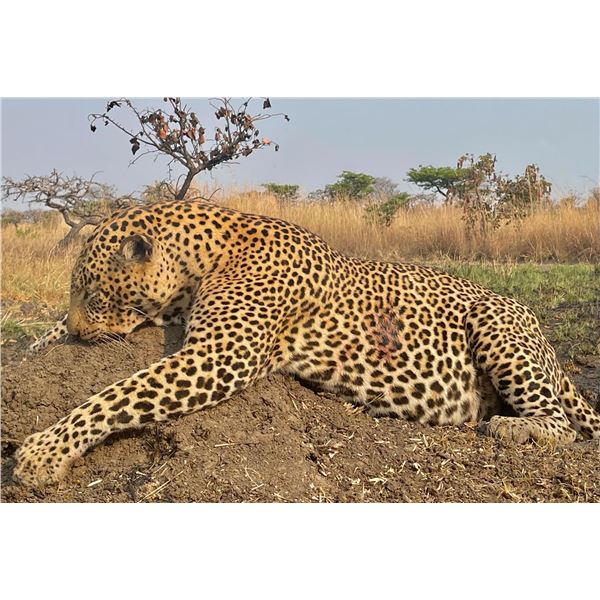 14-day Tanzania Leopard, Cape Buffalo and Plains Game Safari for One Hunter and One Non-Hunter