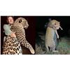 Image 2 : 14-day Tanzania Leopard, Cape Buffalo and Plains Game Safari for One Hunter and One Non-Hunter