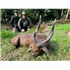 Image 1 : 14-day Cameroon Bongo, Sitatunga, Blue Duiker, Hogs Hunt for One Hunter and One Non-hunter and Full