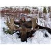 Image 1 : 7-day British Columbia Shiras Moose and Canadian Lynx Hunt for One Hunter and One Non-hunter