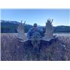 Image 2 : 7-day British Columbia Shiras Moose and Canadian Lynx Hunt for One Hunter and One Non-hunter