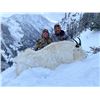 Image 1 : 7-day British Colombia Winter Mountain Goat Hunt for One Hunter