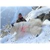 Image 3 : 7-day British Colombia Winter Mountain Goat Hunt for One Hunter