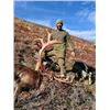 Image 2 : 8-day Alaska Alaskan-Yukon Barren Ground Caribou Hunt for One Hunter