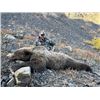Image 1 : 10-day Alaska Brown Bear Hunt for One Hunter