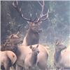 Image 3 : 10-day Oregon and Washington Roosevelt Elk Hunt for One Hunter