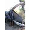 Image 1 : 12-day Namibia's Zambezi Region Exportable Elephant Hunt for One Hunter and One Non-Hunter