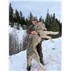 Image 1 : 5-day British Columbia Wolf Hunt for Two Hunters