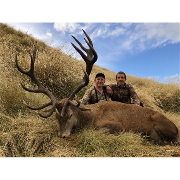 7-day New Zealand Red Stag (up to 400 SCI), Tahr, Chamois and Arapawa Ram Hunt for One Hunter and On