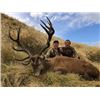 Image 1 : 7-day New Zealand Red Stag (up to 400 SCI), Tahr, Chamois and Arapawa Ram Hunt for One Hunter and On