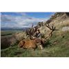 Image 2 : 7-day New Zealand Red Stag (up to 400 SCI), Tahr, Chamois and Arapawa Ram Hunt for One Hunter and On