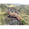 Image 3 : 7-day New Zealand Red Stag (up to 400 SCI), Tahr, Chamois and Arapawa Ram Hunt for One Hunter and On