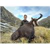 Image 4 : 7-day New Zealand Red Stag (up to 400 SCI), Tahr, Chamois and Arapawa Ram Hunt for One Hunter and On