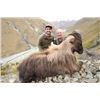 Image 5 : 7-day New Zealand Red Stag (up to 400 SCI), Tahr, Chamois and Arapawa Ram Hunt for One Hunter and On