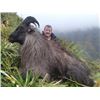 Image 6 : 7-day New Zealand Red Stag (up to 400 SCI), Tahr, Chamois and Arapawa Ram Hunt for One Hunter and On