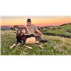 Image 2 : 10-day Spain Cantabrian Chamois (SCI Gold Medal), Iberian Mouflon, and Iberian Red Deer Hunt for Two