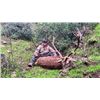 Image 3 : 10-day Spain Cantabrian Chamois (SCI Gold Medal), Iberian Mouflon, and Iberian Red Deer Hunt for Two