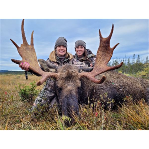 5-day Newfoundland Eastern Canada Moose Hunt for One Hunter